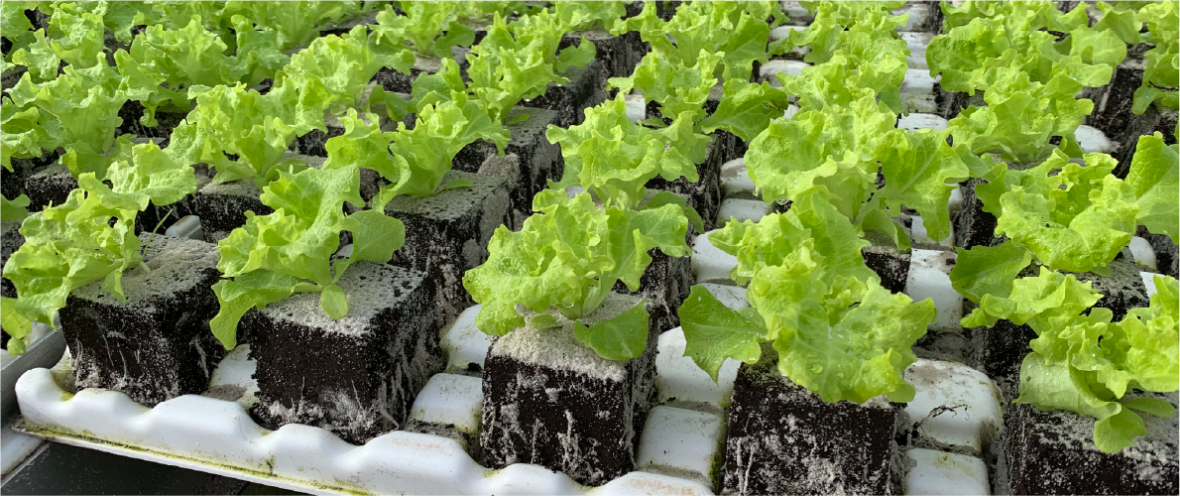 Reusable packaging outperforms cardboard at indoor farming - IFCO